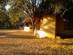 Kruger Park accommodation at Skukuza