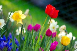 colourful flowers