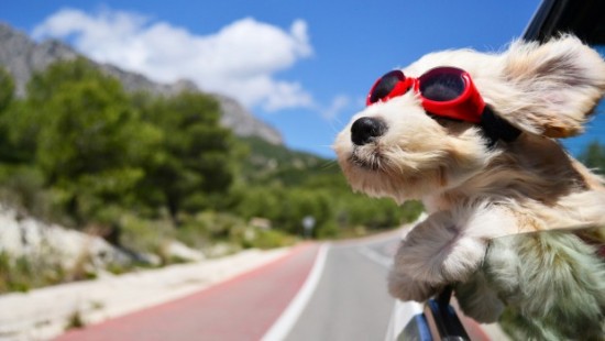 Pet Friendly Places - Top 10 Pet Friendly Establishments in the Northern Cape